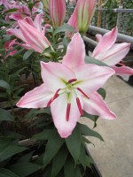 [1790 Presidente No01.JPG]